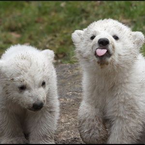 Meet your Posher, Rose